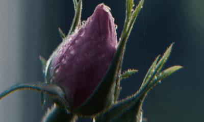 Rose de Mai