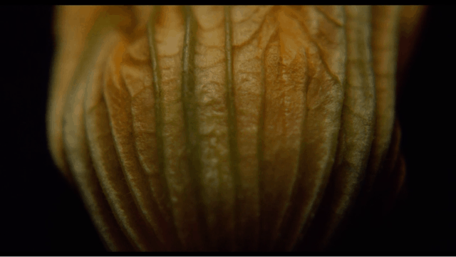 Detail of Physalis Peruviana on a black background