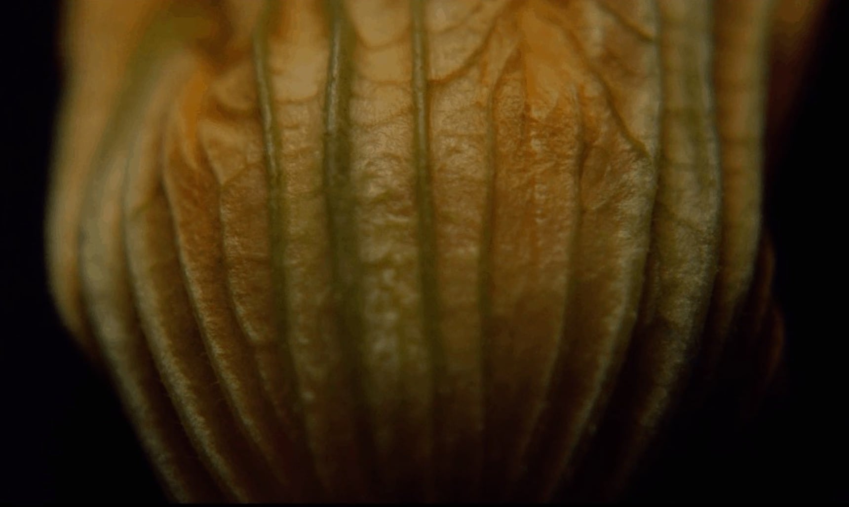 Detail of Physalis Peruviana on a black background