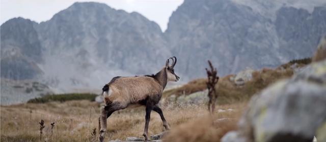 The mountain goats in High Tatras