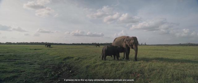 Elephant herd on a grass field in Sri Lanka