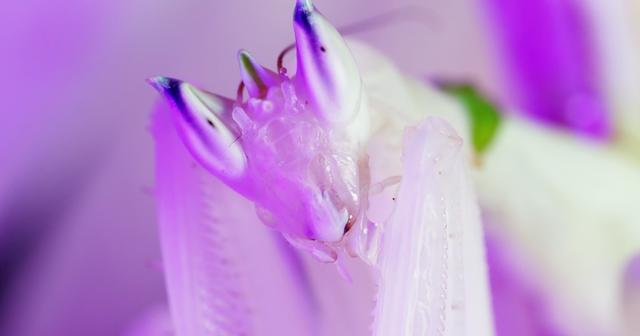 Detail of a white mantis head on purple background