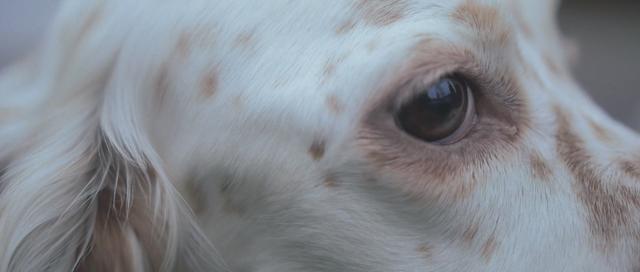 Detail of white dog's eye