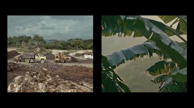 Diptych of agricultural interventions and rainforest trees